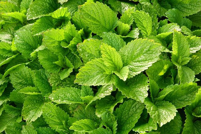 Lemon Balm Tea