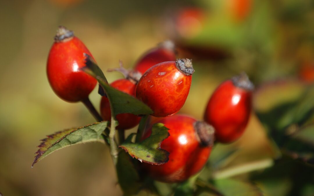 Rosehip Tea